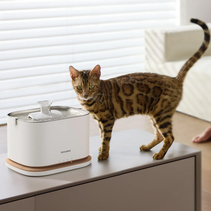 Feedi 2 Smart Cordless Fountain
